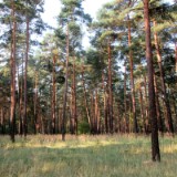 1609F 055 Viel Kiefernwald